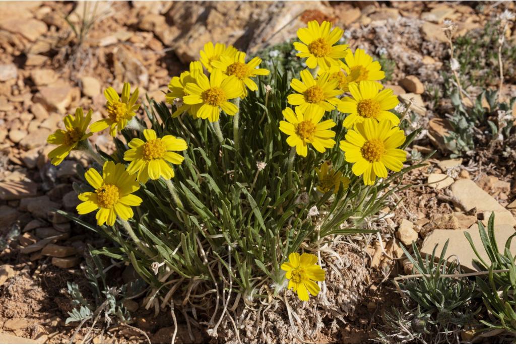 Torrey's Daisy