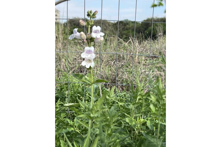 Penstemon cobaea -1864