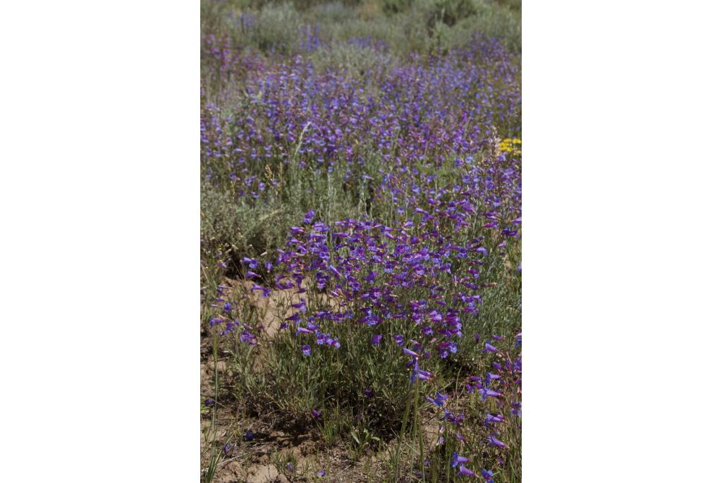 Cusick's penstemon