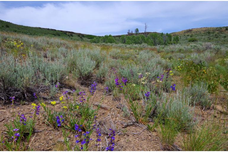 Penstemon cyaneus -1869