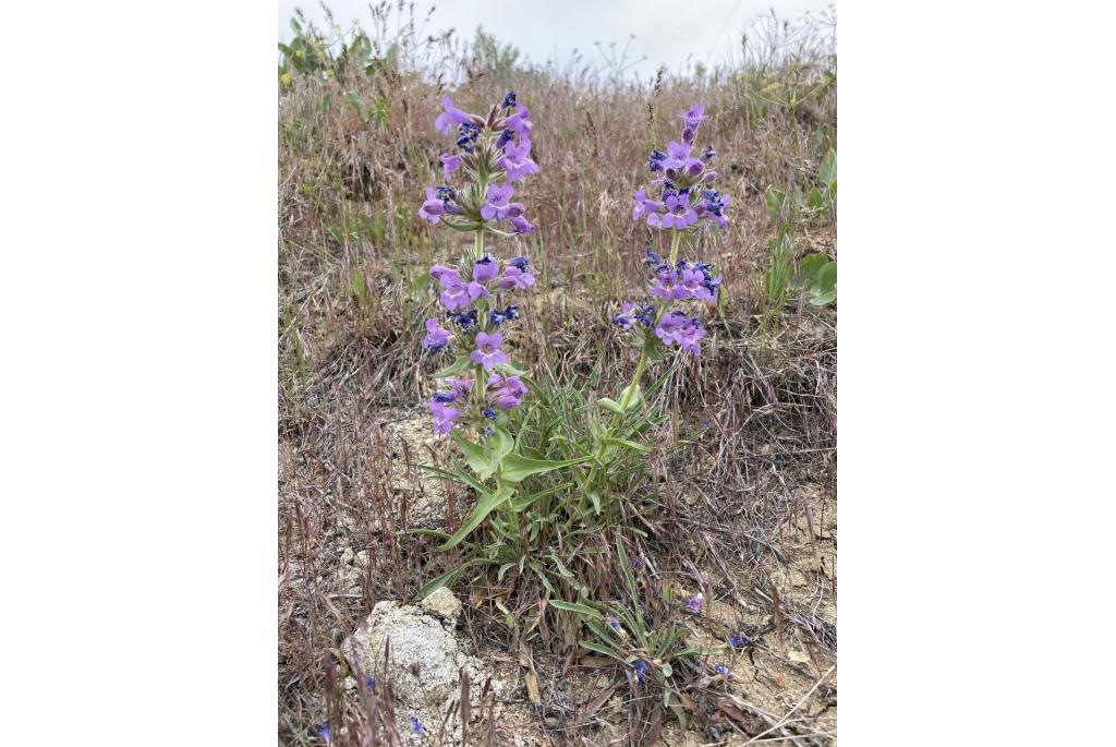 Vage tong penstemon