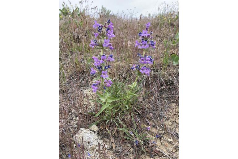 Penstemon eriantherus -1872