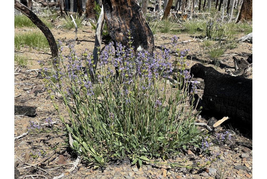 Glaucous penstemon