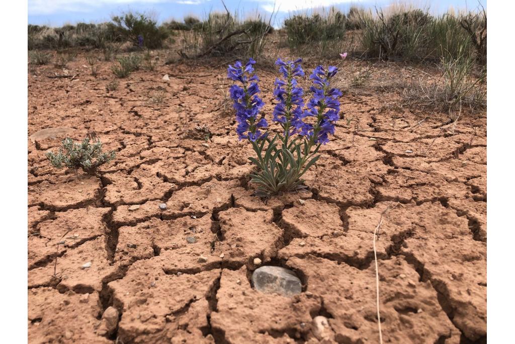 Fremont's penstemon