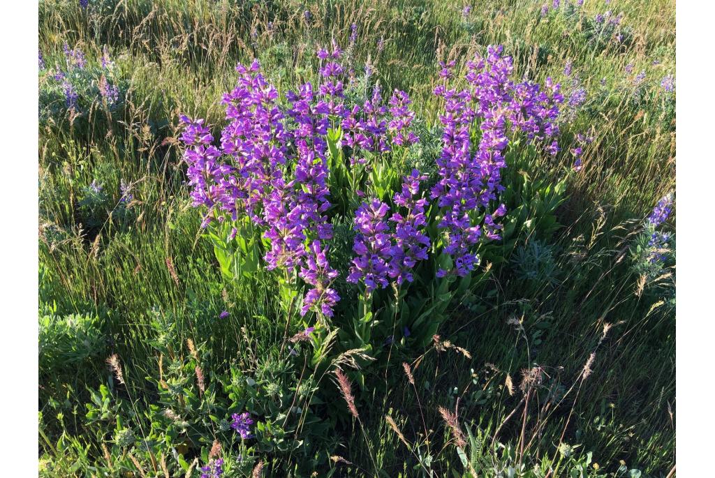 Kleverige stengel penstemon