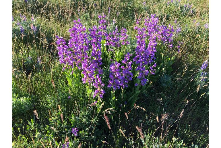 Penstemon glandulosus -1880