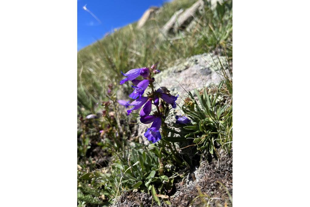 Hall's penstemon