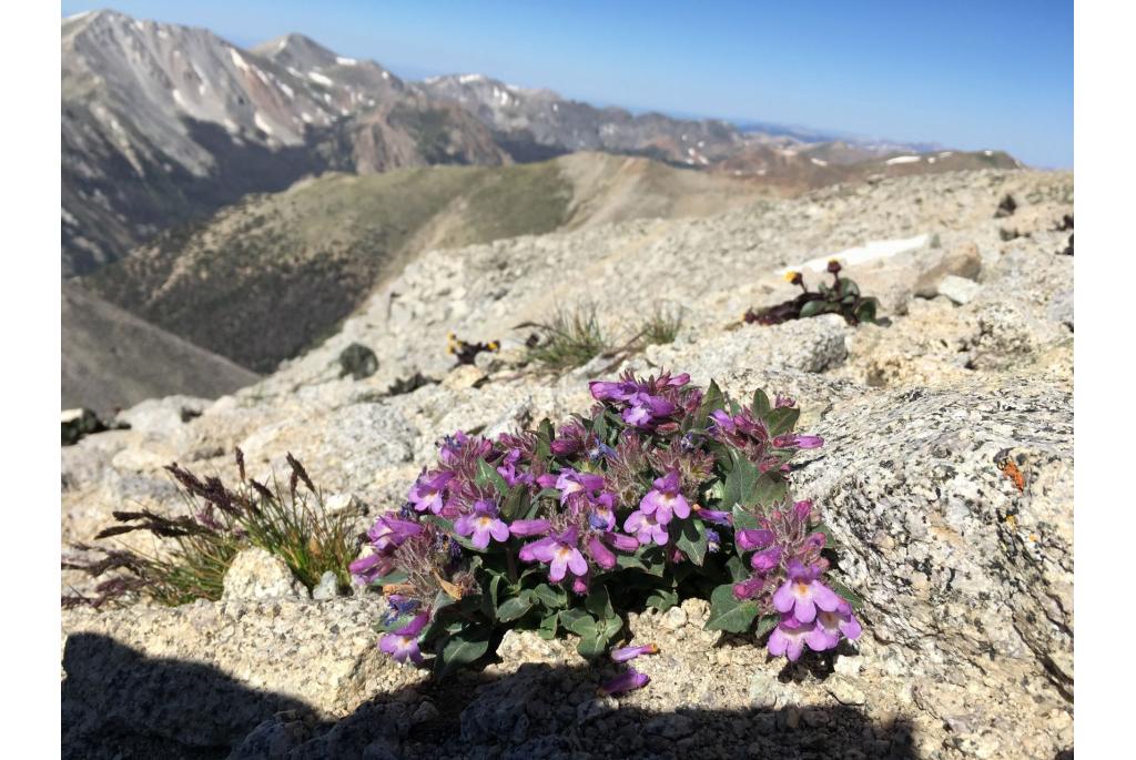 Harbour's penstemon