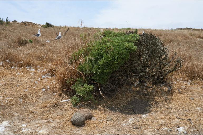 Eriogonum arborescens -1894