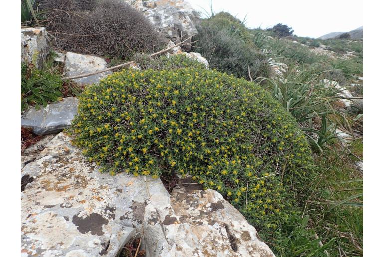 Euphorbia spinosa -1896