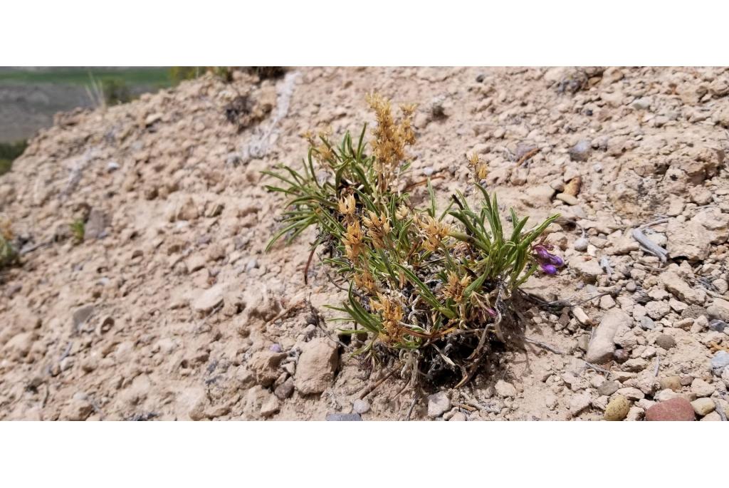 Idaho penstemon