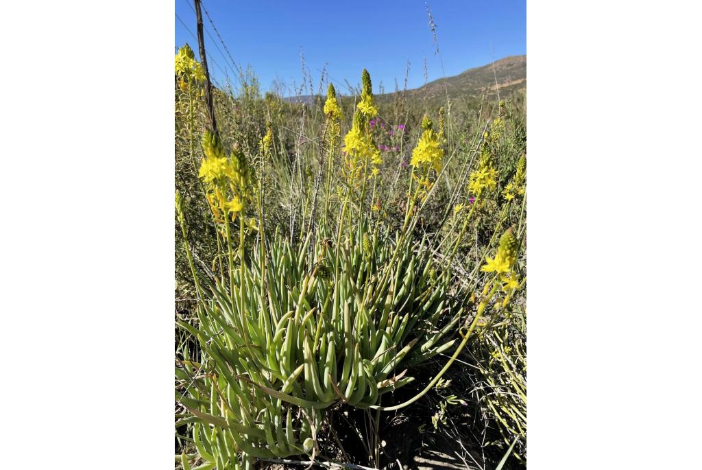 Gele bulbine