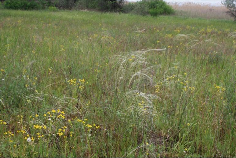 Stipa borysthenica -1905