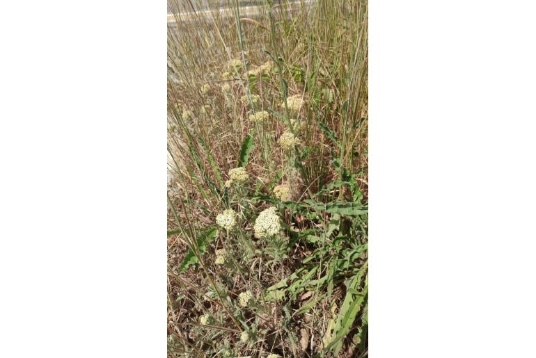 Achillea crithmifolia -1911