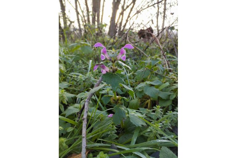 Lamium maculatum -1917