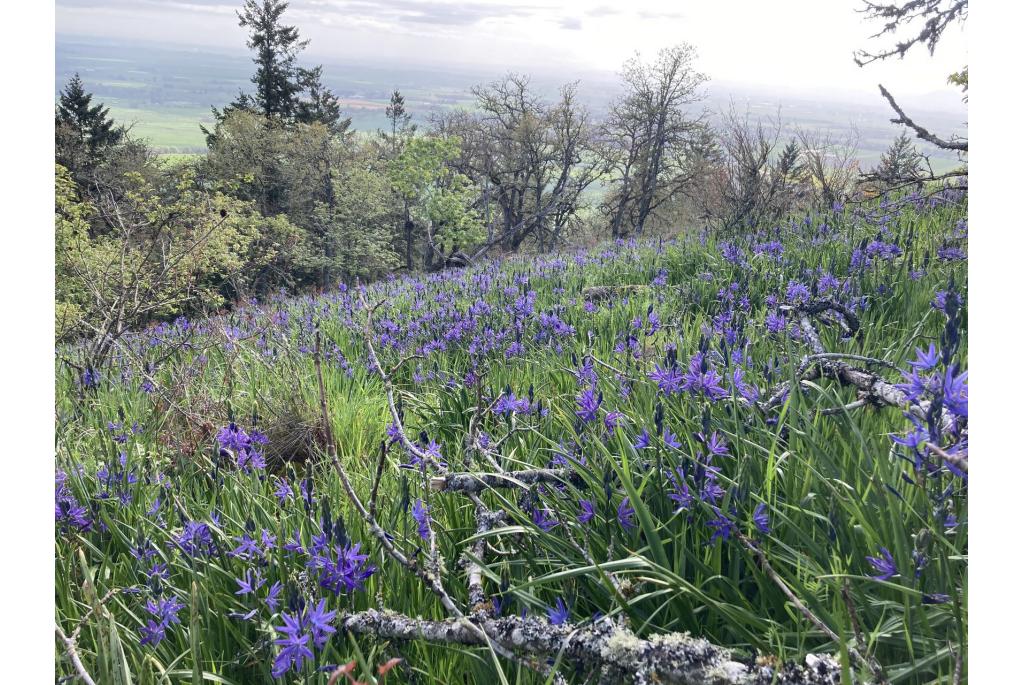 Suksdorf's grote Prairielelie