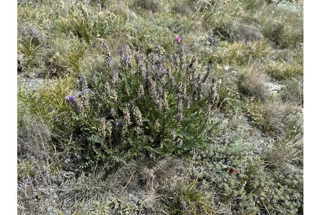 Laxmann's astragalus