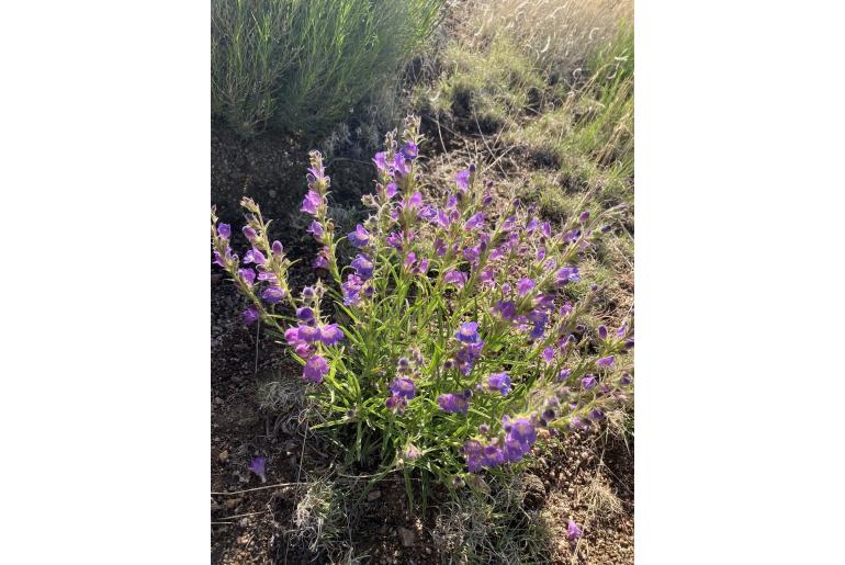 Penstemon jamesii -1927