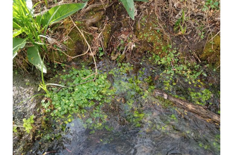 Hydrocotyle vulgaris -1937