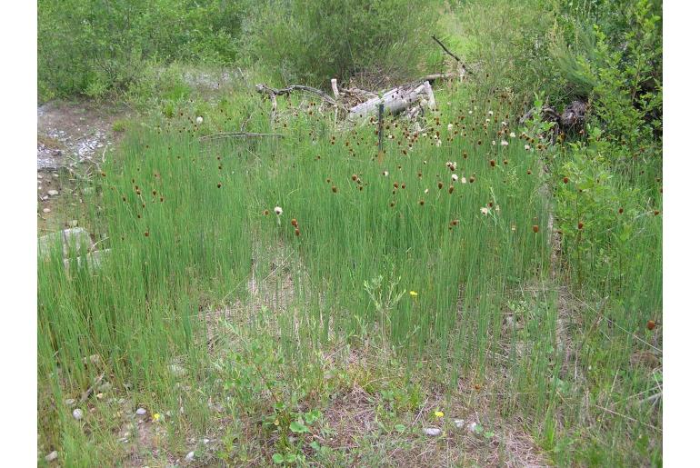 Typha minima -1944