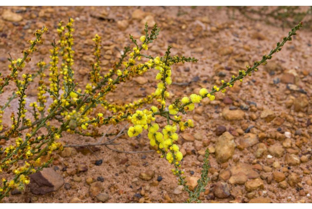 Goudkop acacia