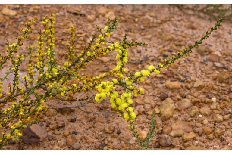 Acacia chrysocephala -1947