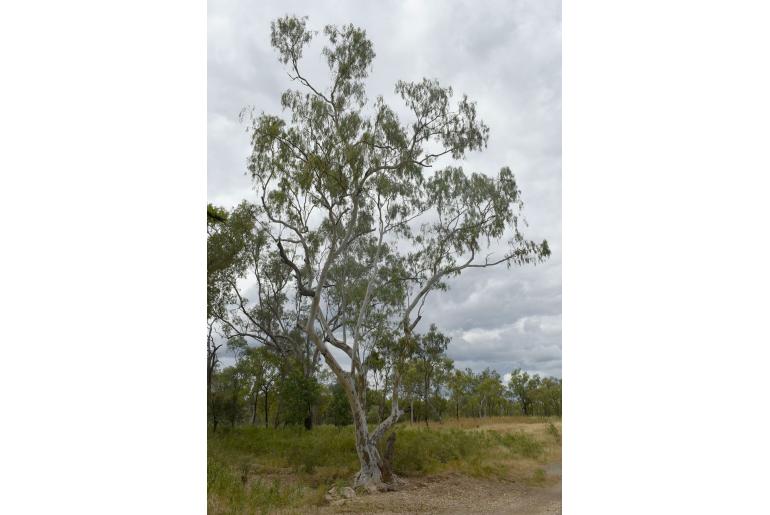 Eucalyptus camaldulensis ssp obtusa -1948