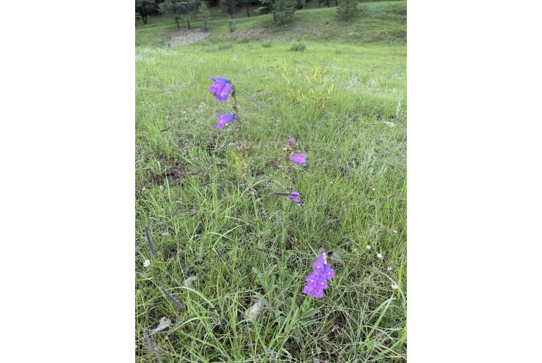 Penstemon neomexicanus -1959