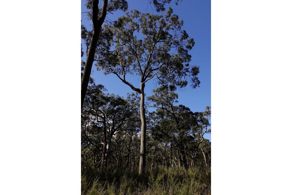 Bekervormig fruit Eucalyptus