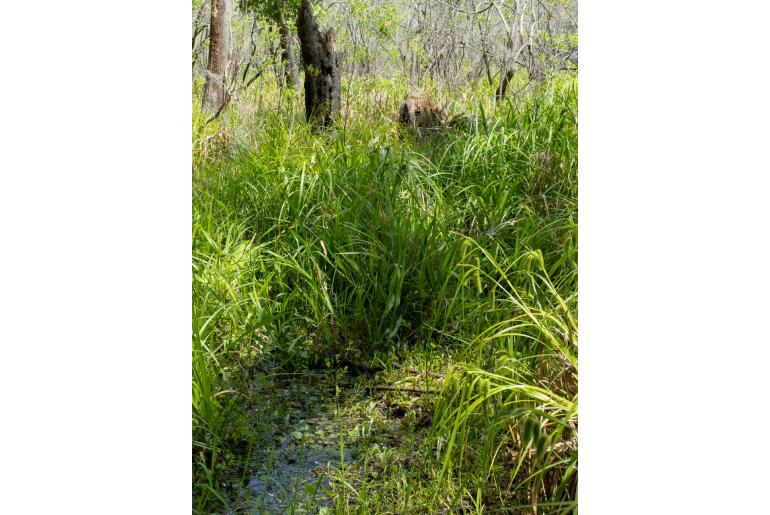 Carex comosa -1970