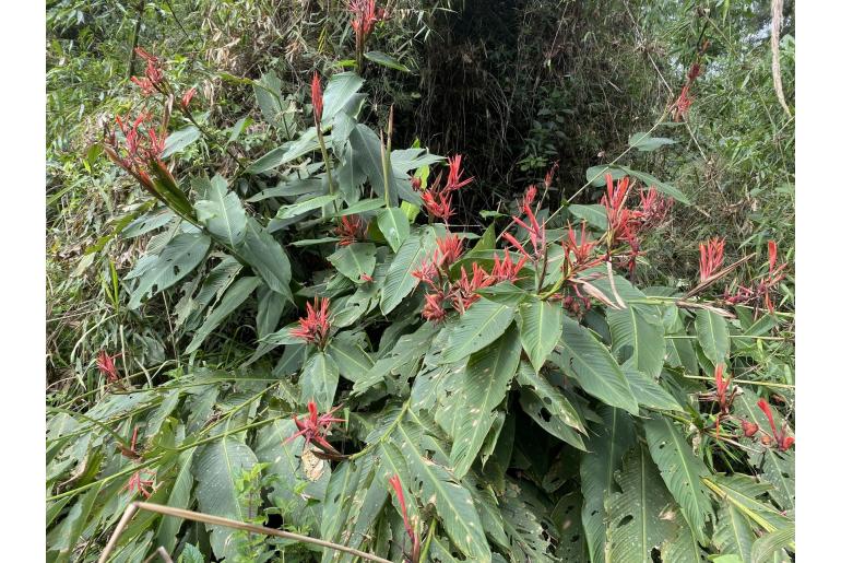 Canna paniculata -1983