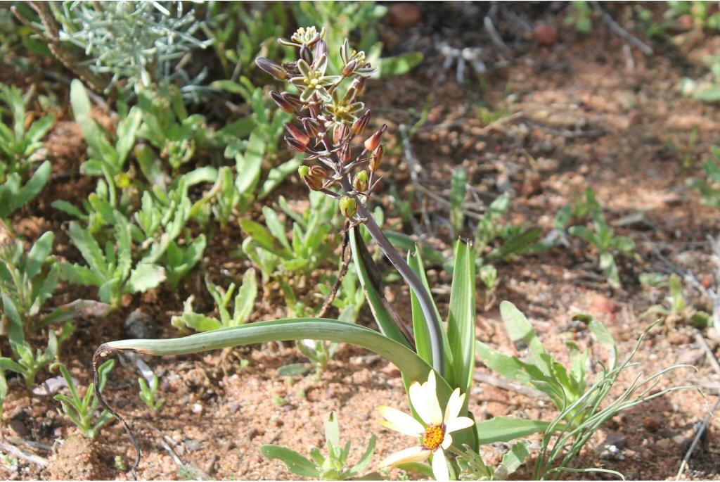 Rood's albuca