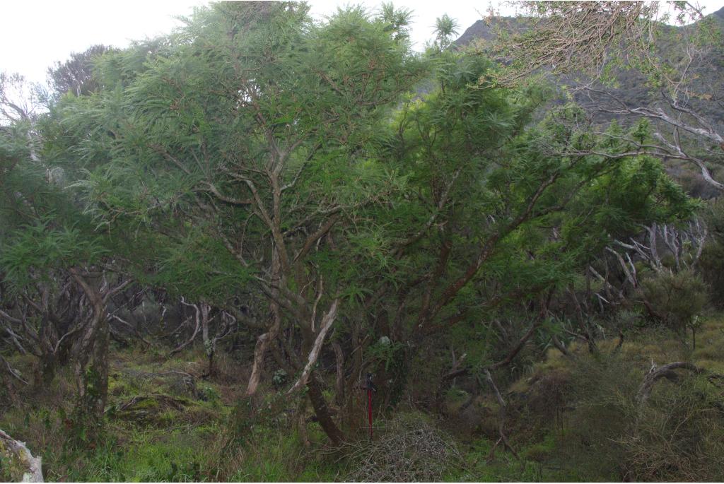 Molloy's sophora