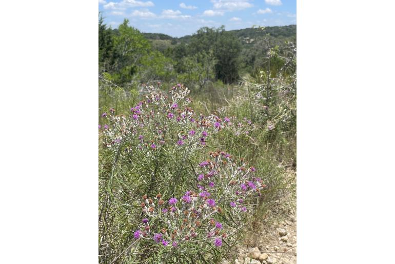 Vernonia lindheimeri -1995