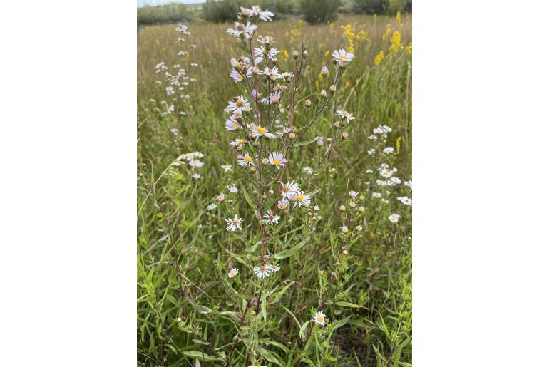 Symphyotrichum chilense -2003