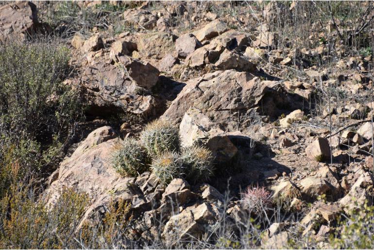 Ferocactus viridescens -2007