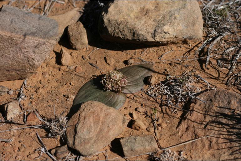 Massonia obermeyerae -2012