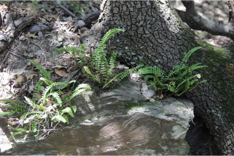 Asplenium trichomanes ssp trichomanes -2015