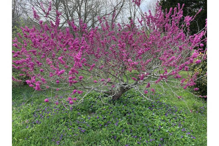 Cercis chinensis -2018