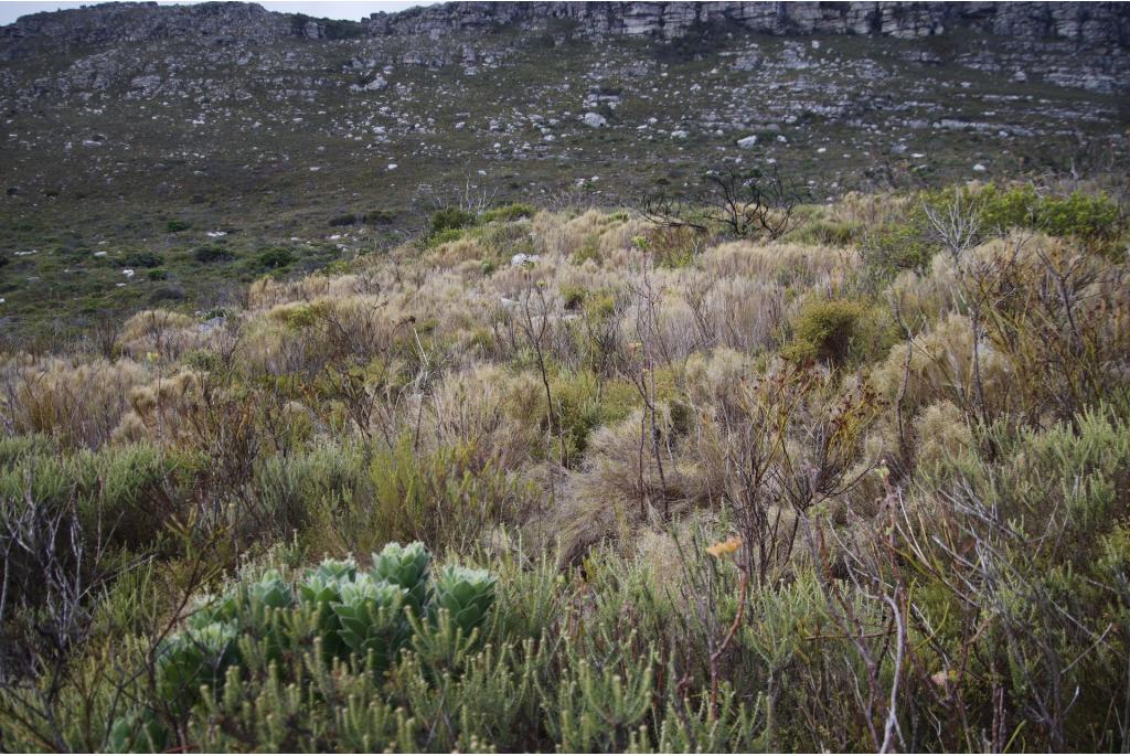 Grootbloemige Pseudopnaitris