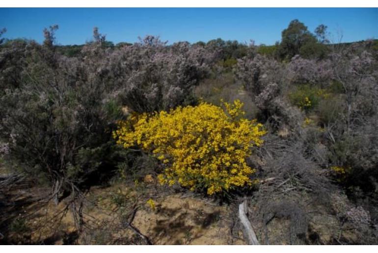 Acacia lasiocarpa var lasiocarpa -2021