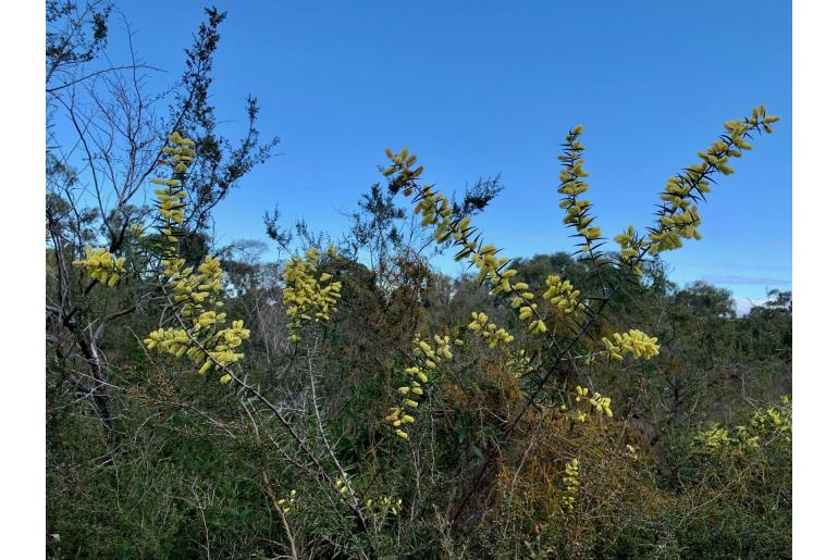 Acacia oxycedrus -2026