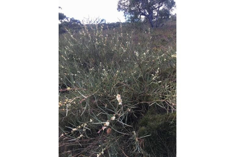 Acacia suaveolens -2033