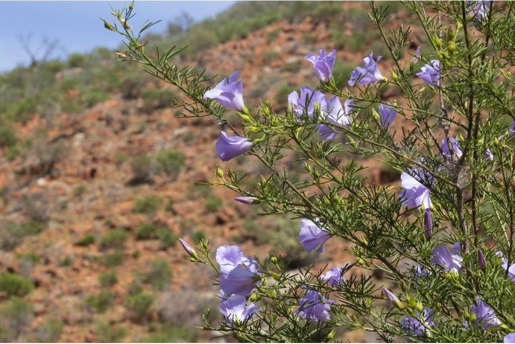 Hakea-bladerige Hibiscus