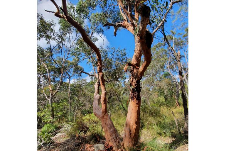 Angophora costata -2041