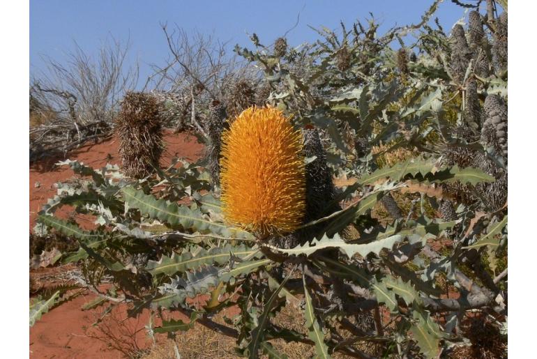 Banksia ashbyi -2045