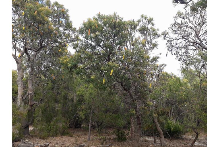 Banksia attenuata -2046