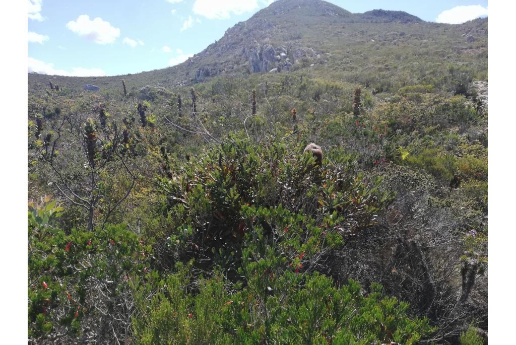 Wollige banksia