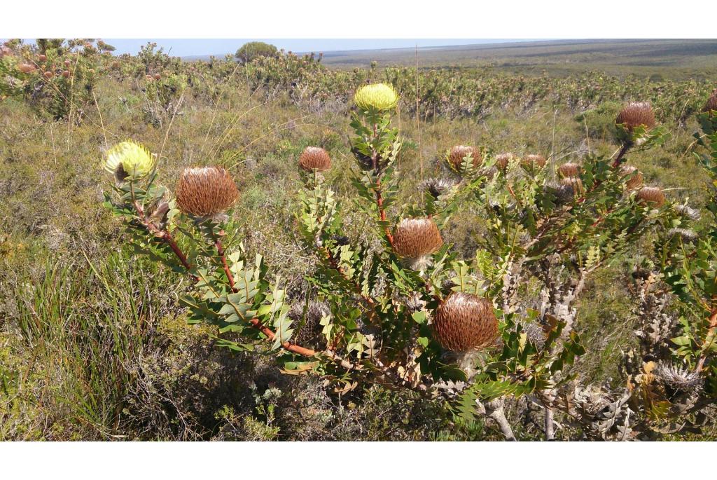 Baxter's Banksia