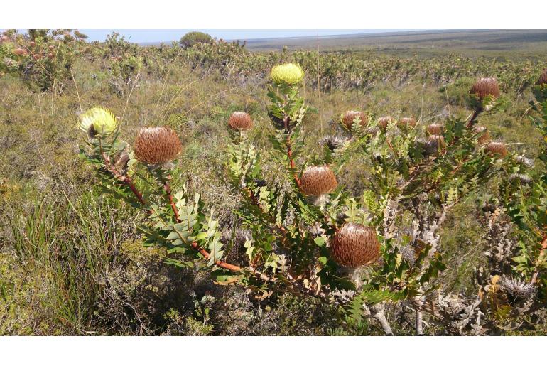 Banksia baxteri -2048